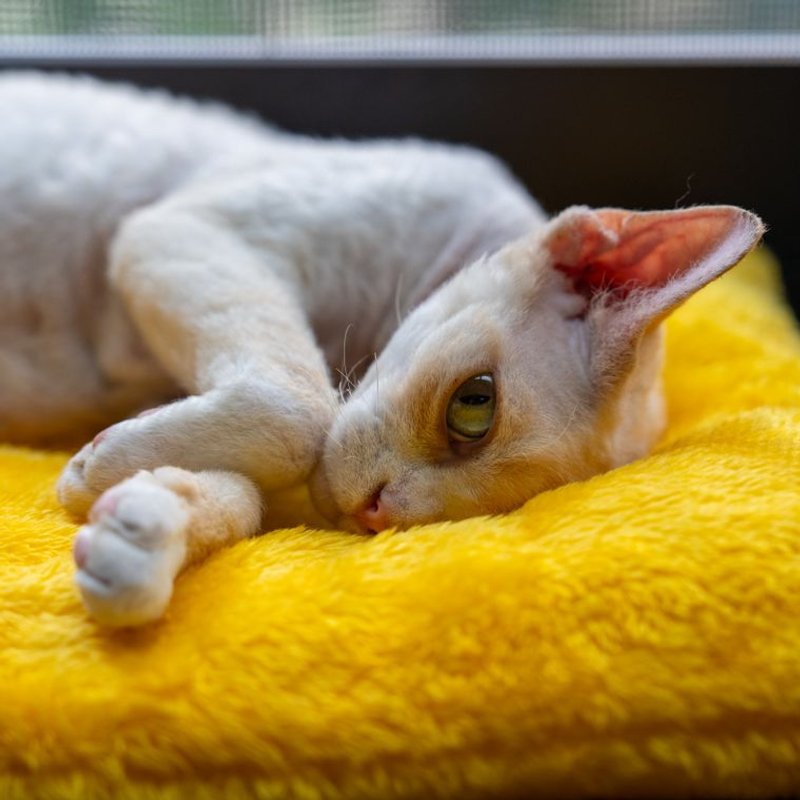Devon Rex - photo galerie 4