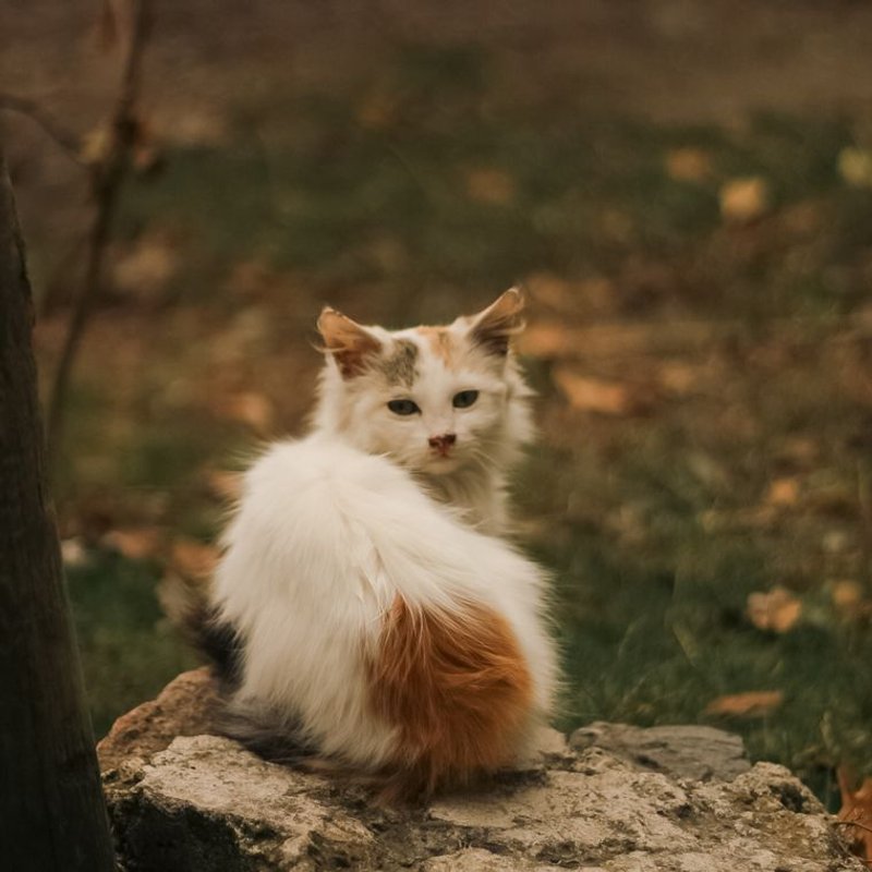 Turc de Van - photo galerie 4