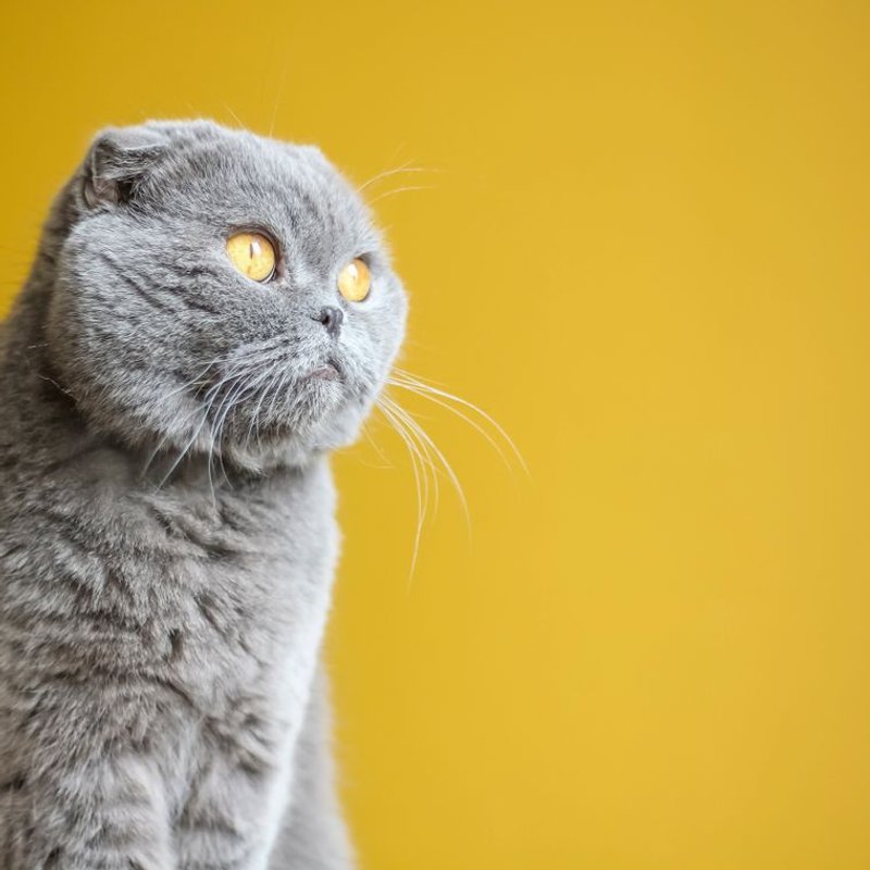 Scottish Fold - photo galerie 4