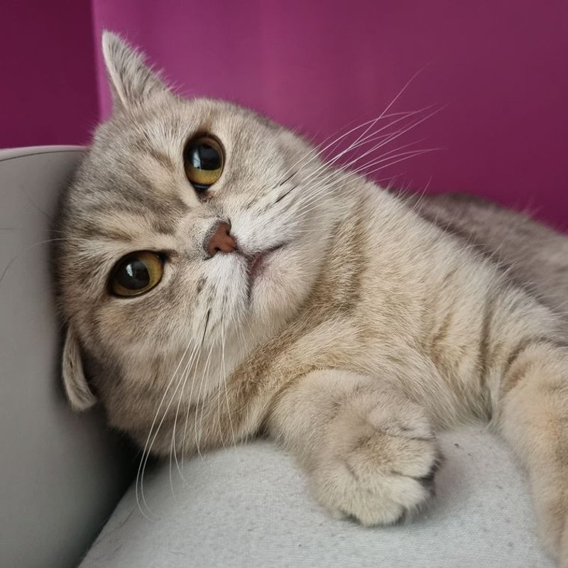 Scottish Fold - photo galerie 3