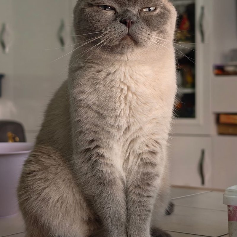 Scottish Fold - photo galerie 1