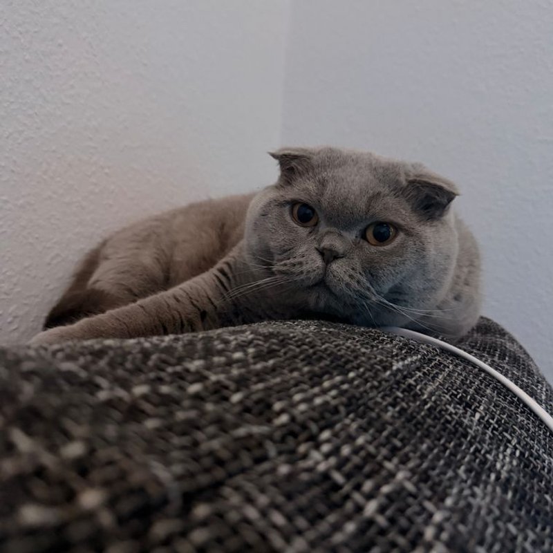 Scottish Fold - photo galerie 2