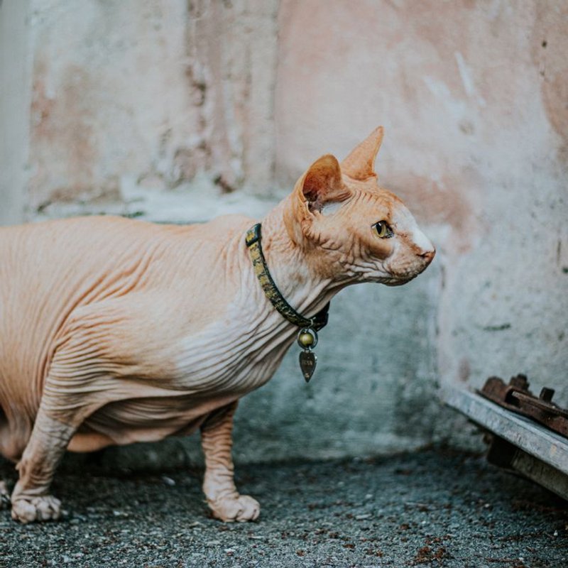 Sphynx - photo galerie 1