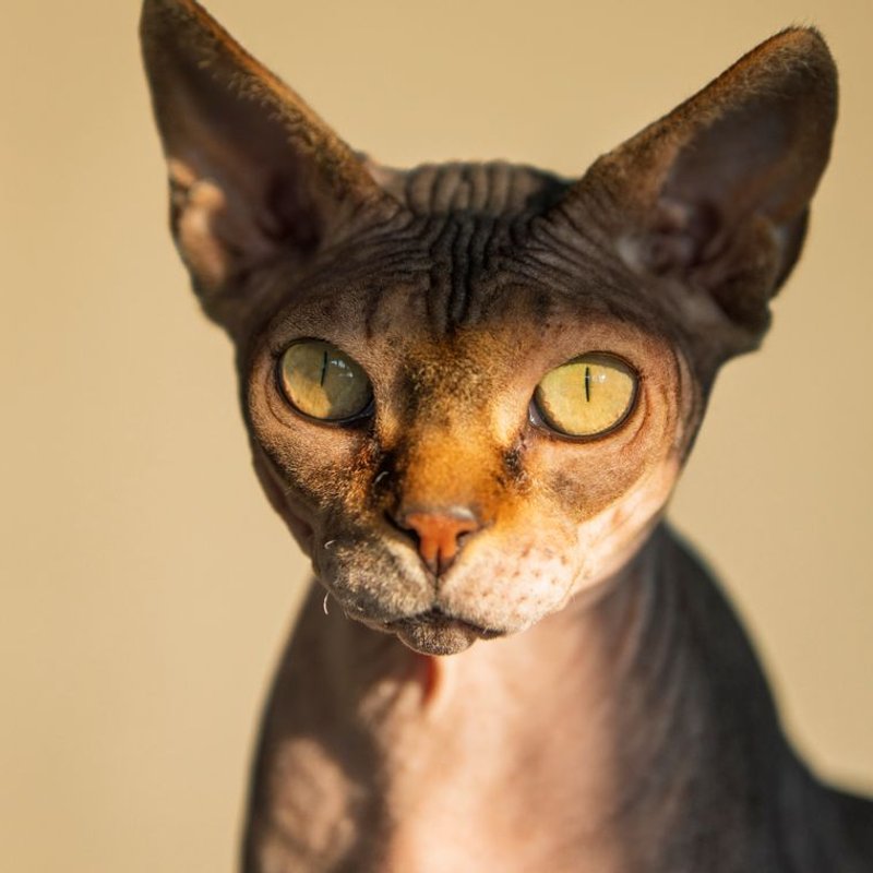 Sphynx - photo galerie 4