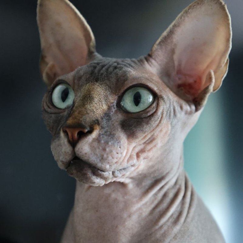 Sphynx - photo galerie 2