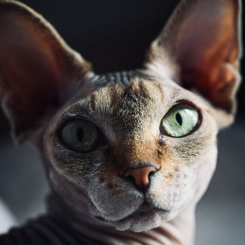 Sphynx - photo galerie 3