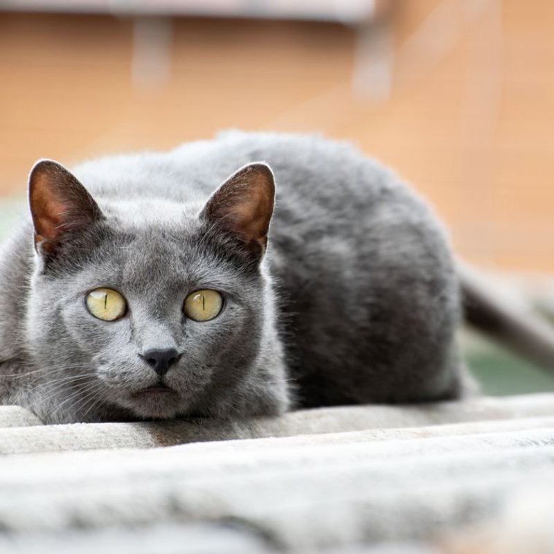 Chartreux - photo galerie 4