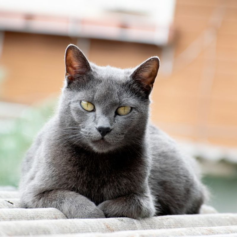 Chartreux - photo galerie 3