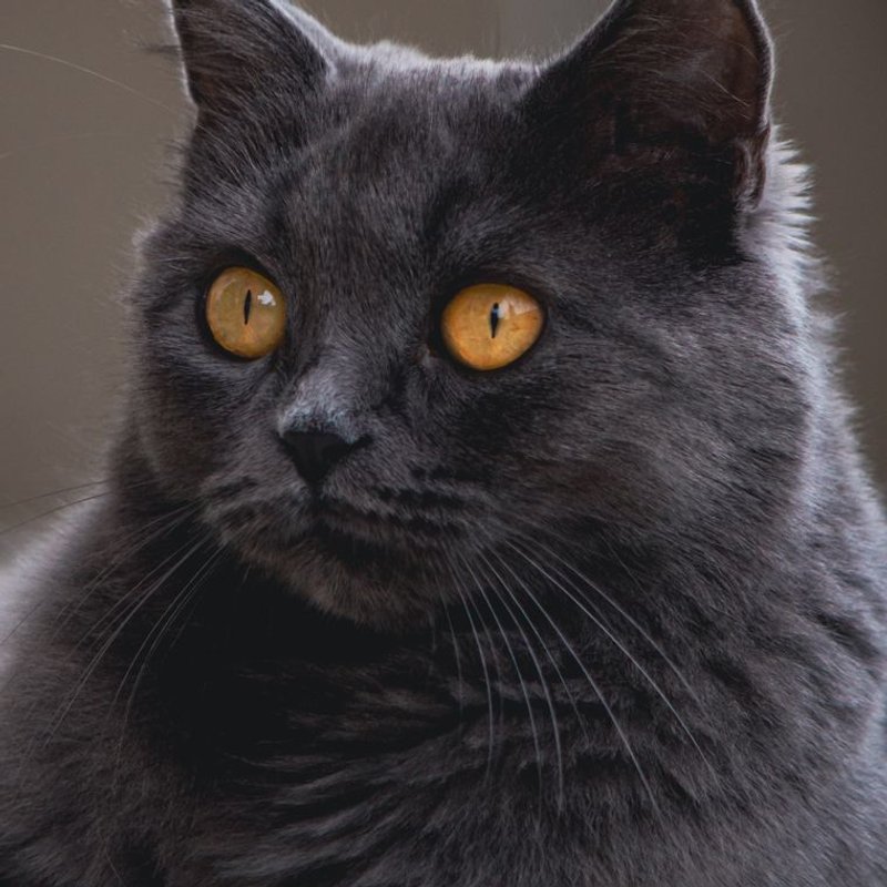 Chartreux - photo galerie 1