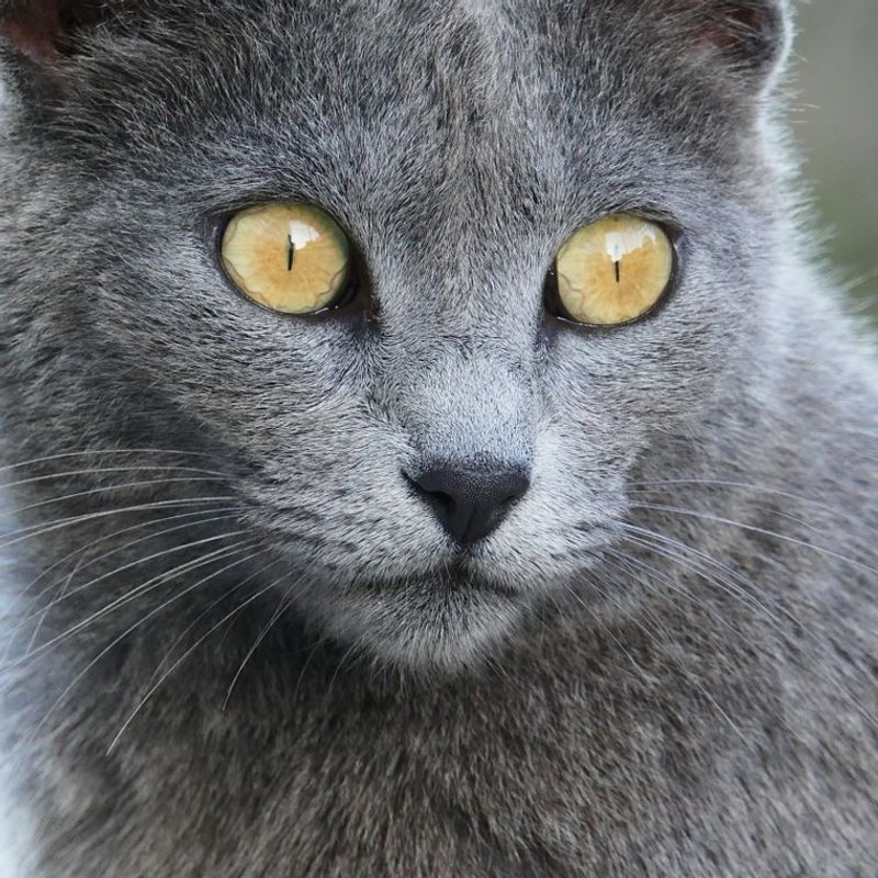 Chartreux - photo galerie 2