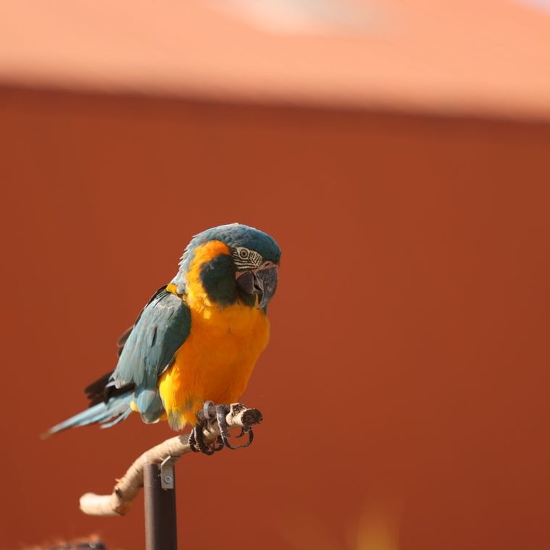 Perroquet - photo galerie 1