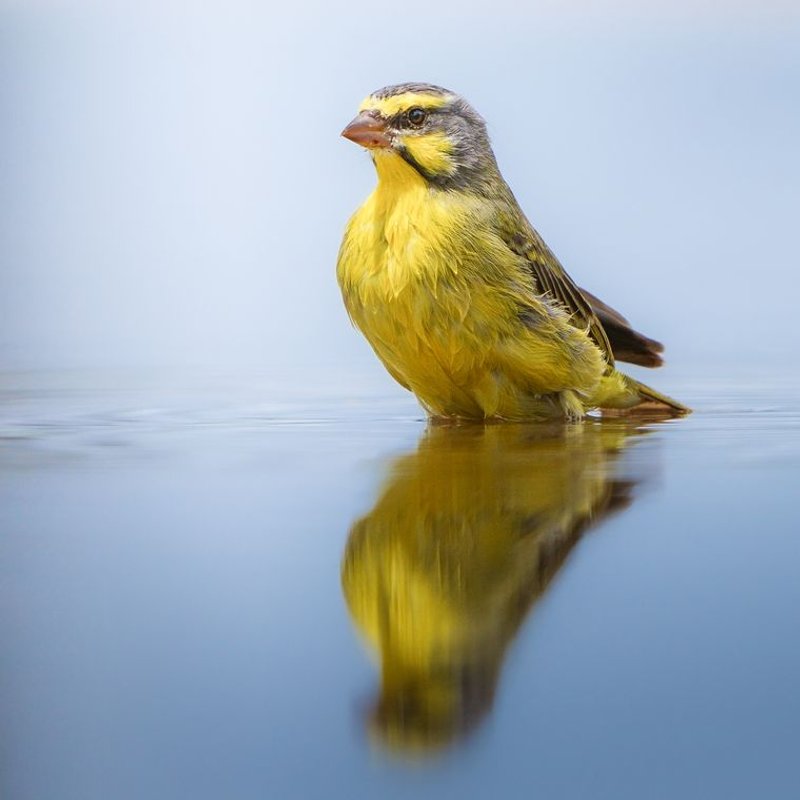 Canari - photo galerie 1