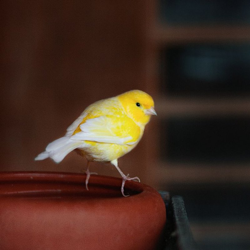 Canari - photo galerie 2