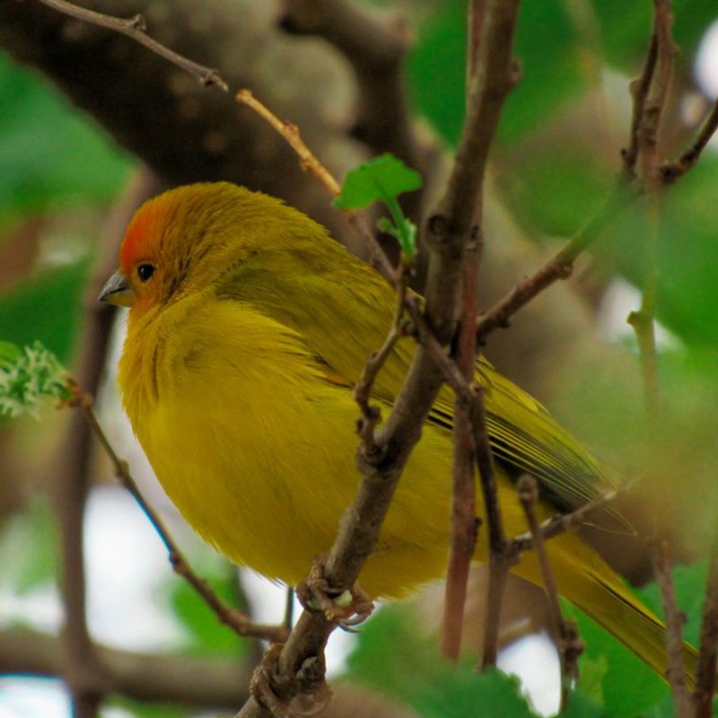 Canari - photo galerie 4