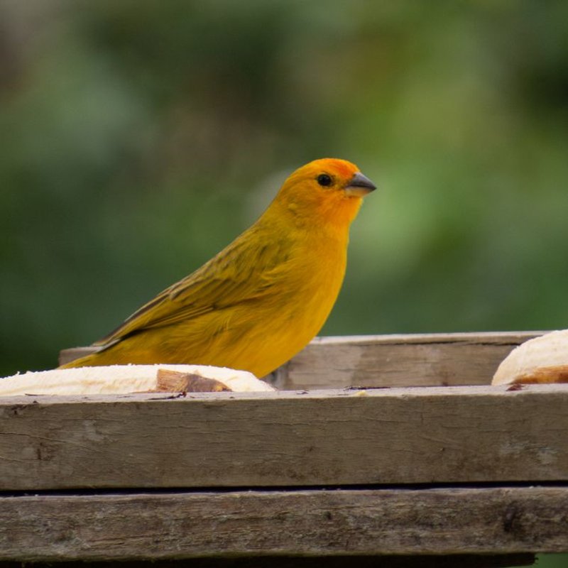 Canari - photo galerie 3