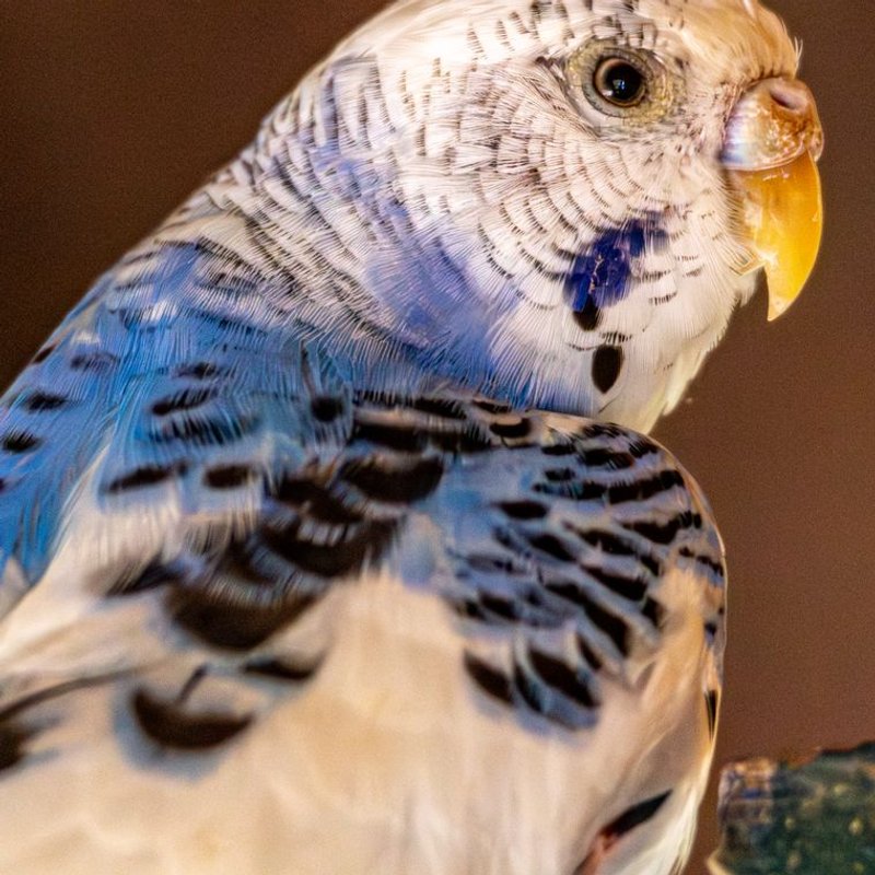 Perruche ondulée - photo galerie 4
