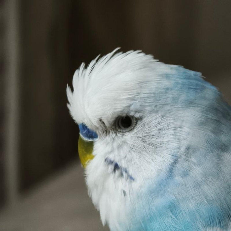 Perruche ondulée - photo galerie 2