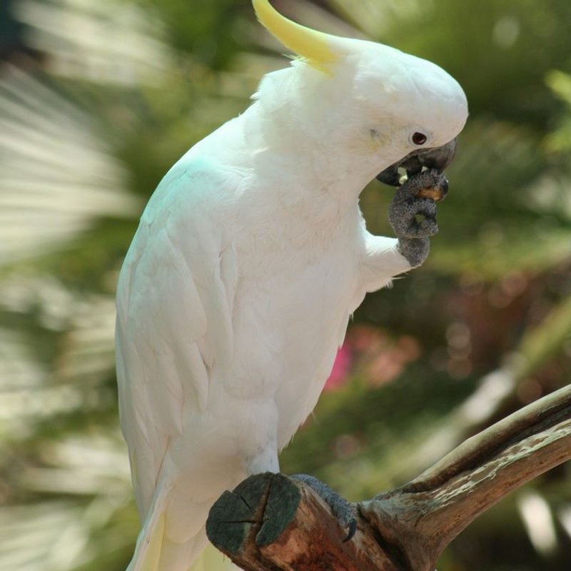 Cacatoès - photo galerie 2