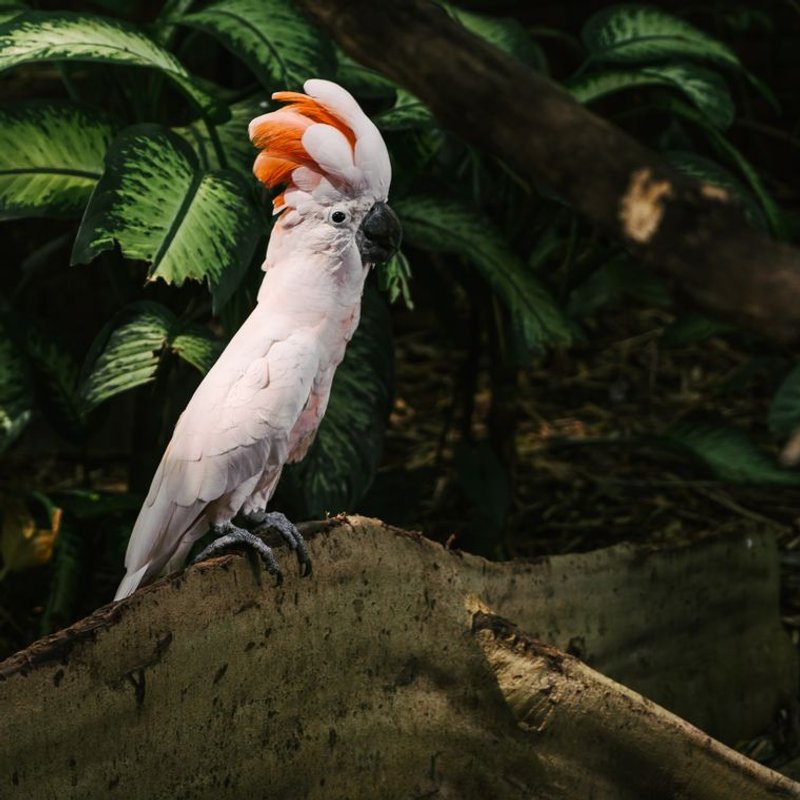 Cacatoès - photo galerie 1