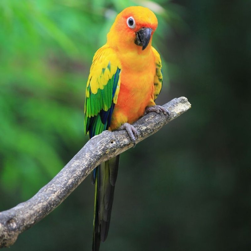 Conure - photo galerie 4