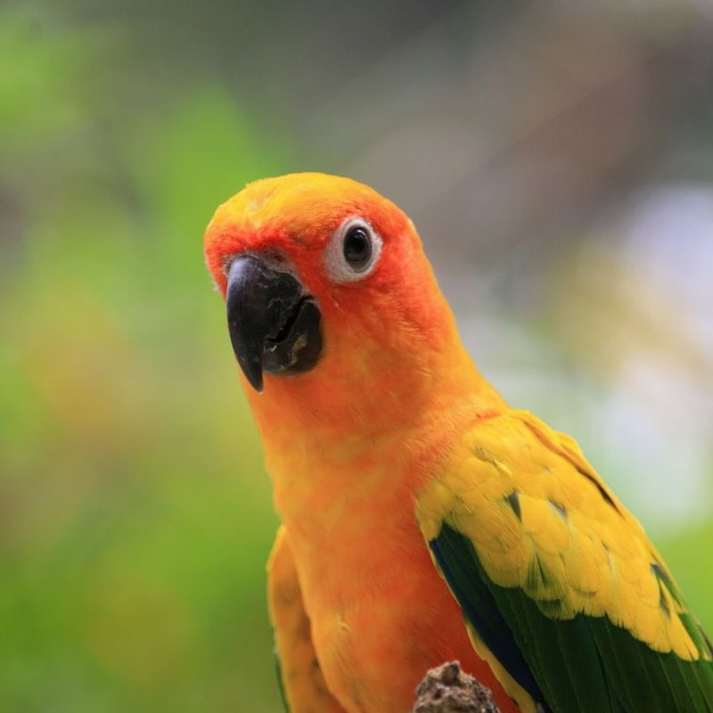 Conure - photo galerie 2