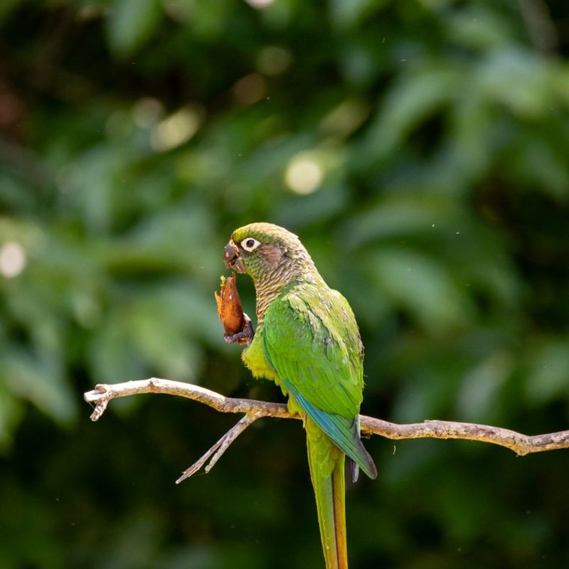 Conure - photo galerie 1
