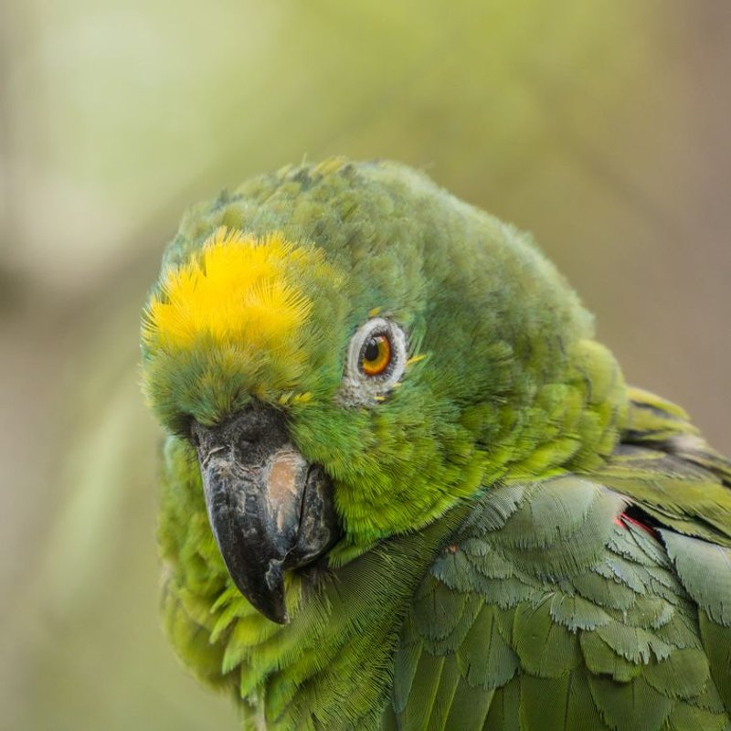 Amazone - photo galerie 1