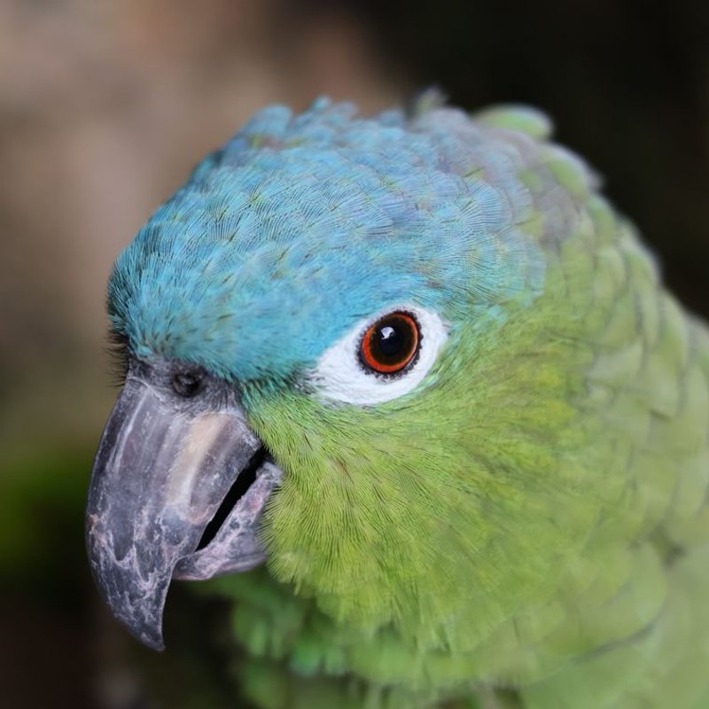Amazone - photo galerie 3