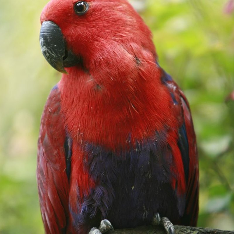 Eclectus - photo galerie 4