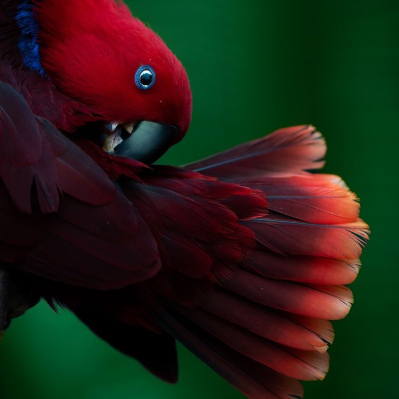 Eclectus - photo galerie 3