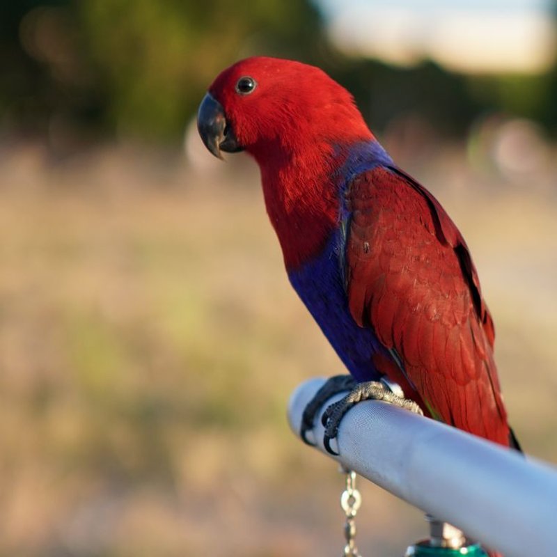 Eclectus - photo galerie 1