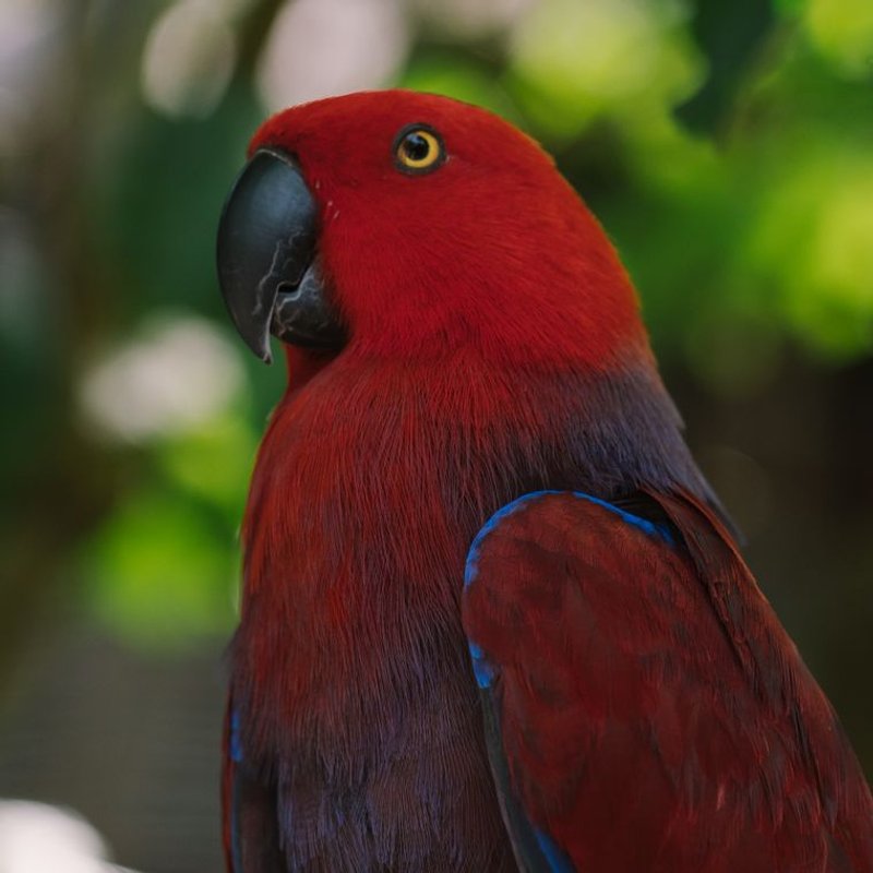 Eclectus - photo galerie 2