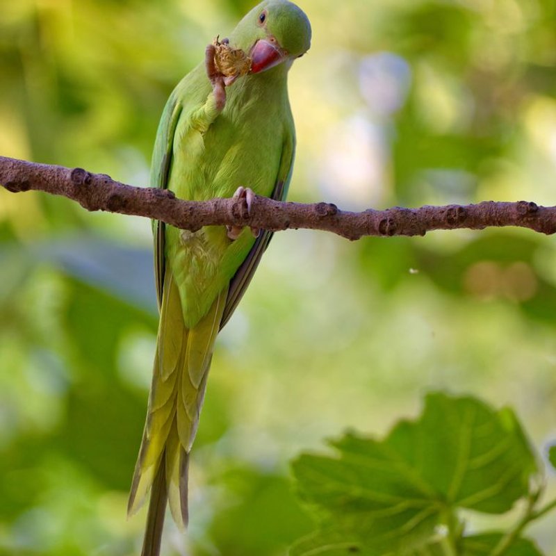Perruche à collier - photo galerie 3