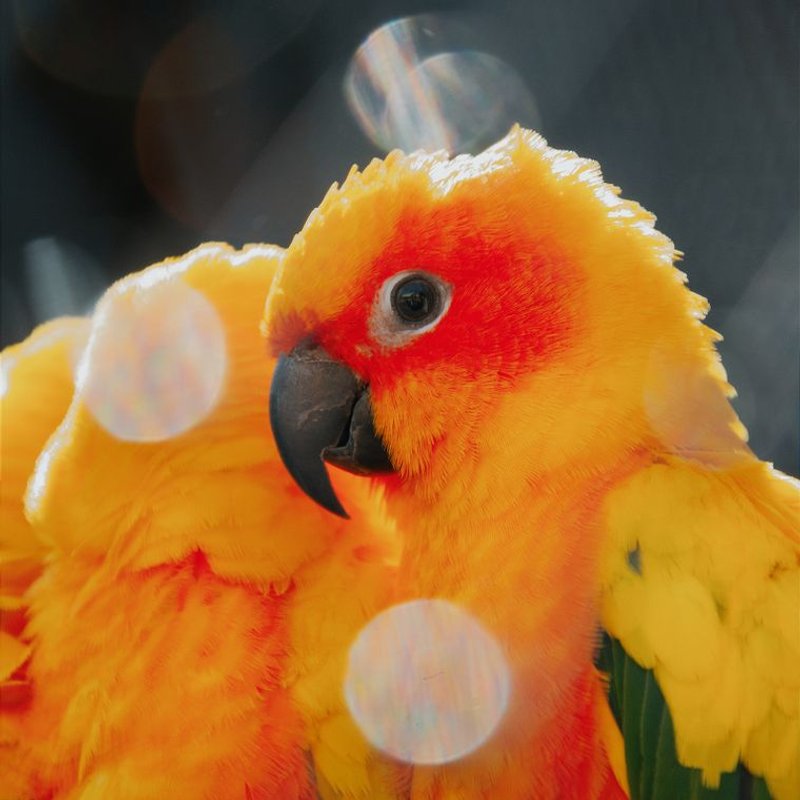 Conure soleil - photo galerie 3