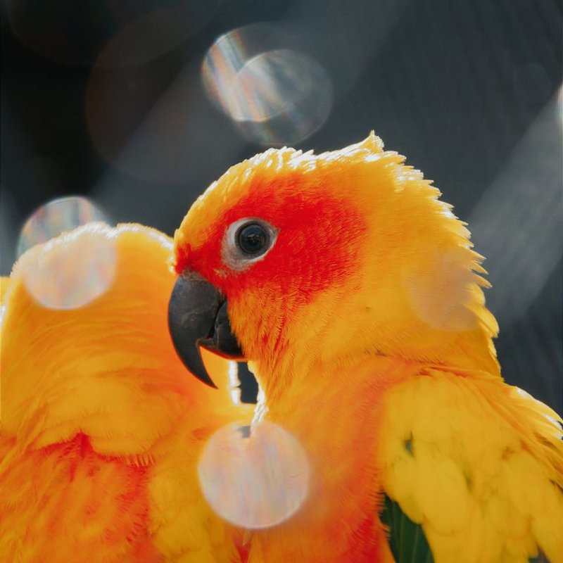 Conure soleil - photo galerie 2