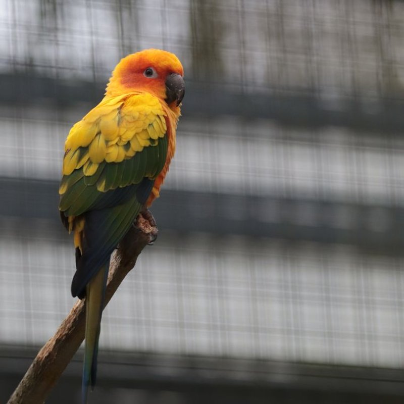 Conure soleil - photo galerie 1