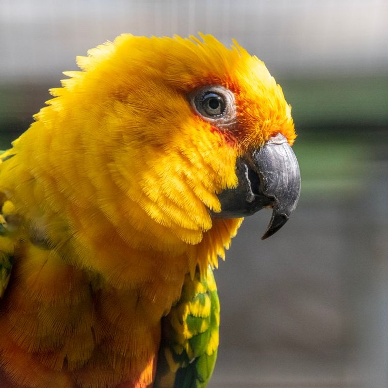 Conure soleil - photo galerie 4