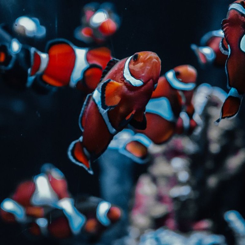 Poisson-clown - photo galerie 4