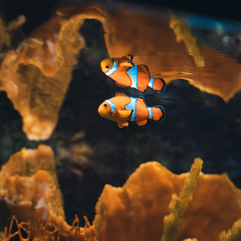 Poisson-clown - photo galerie 3