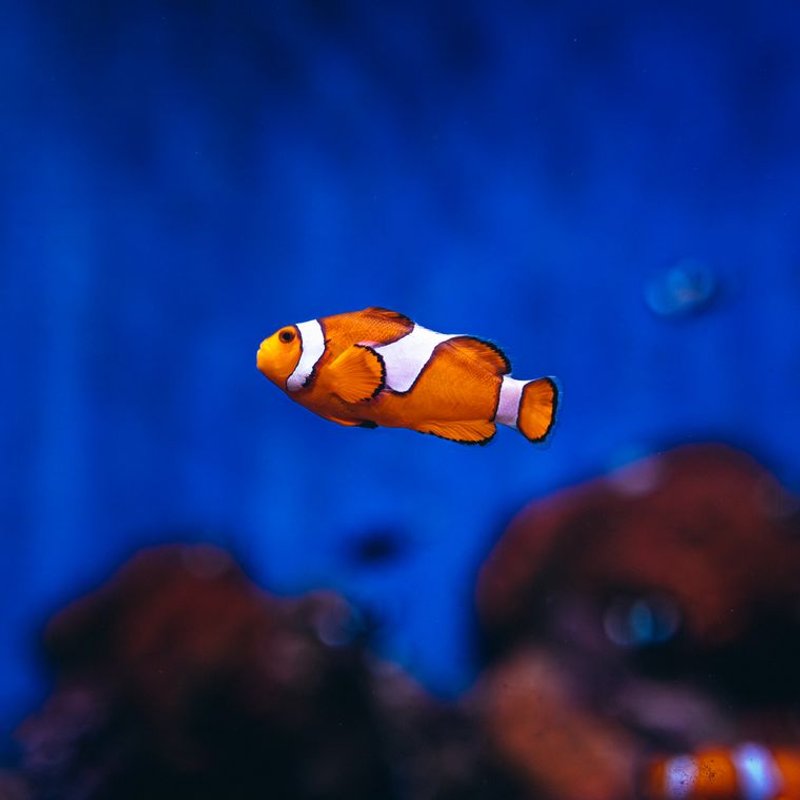 Poisson-clown - photo galerie 1