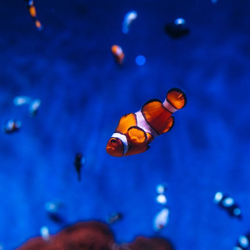 Poisson-clown - photo galerie 2