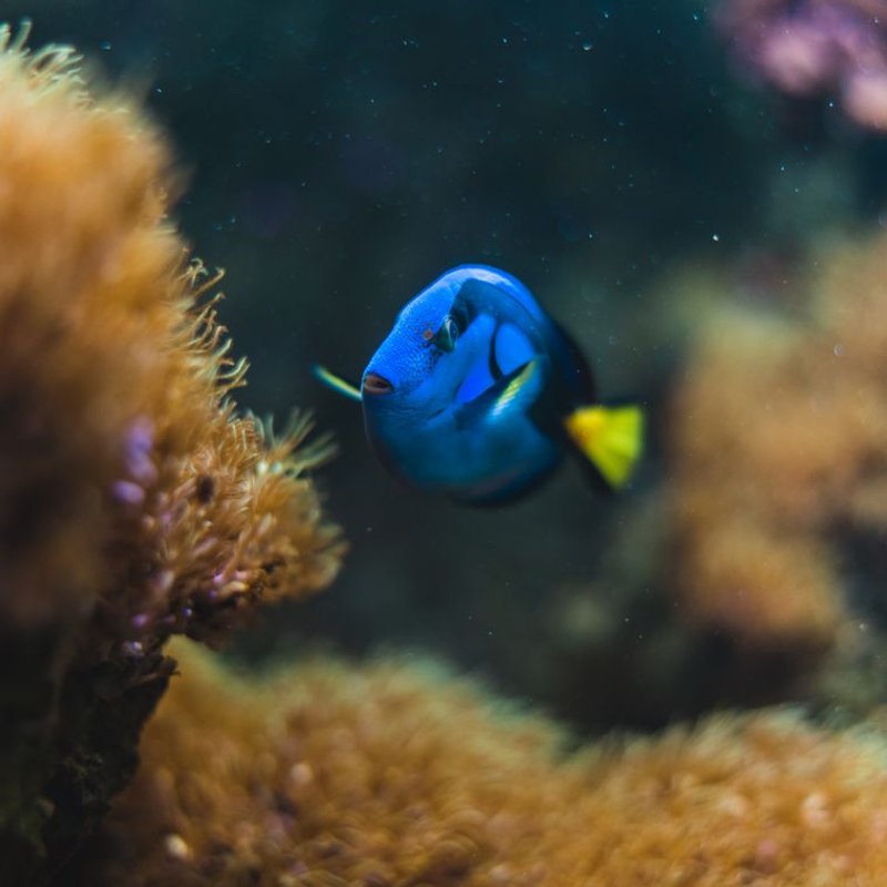 Chirurgien bleu - photo galerie 4