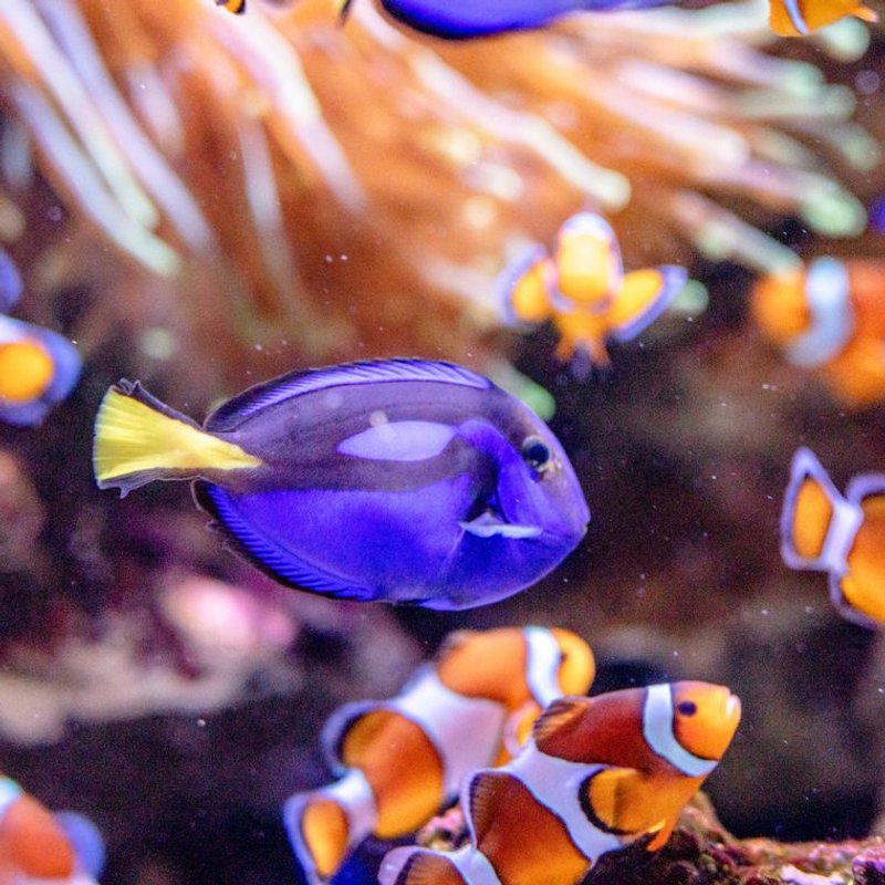 Chirurgien bleu - photo galerie 2