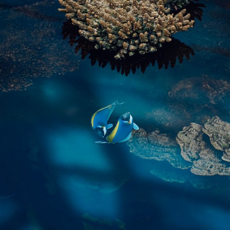 Chirurgien bleu - photo galerie 3