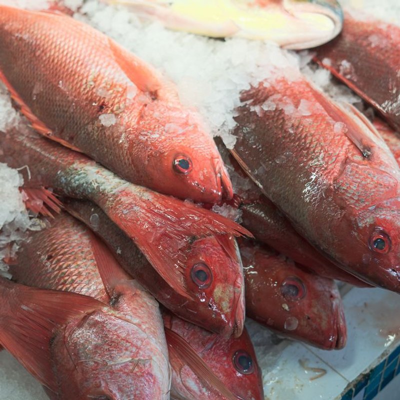 Poisson rouge - photo galerie 2