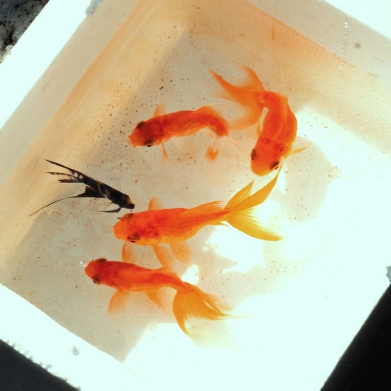 Poisson rouge - photo galerie 3