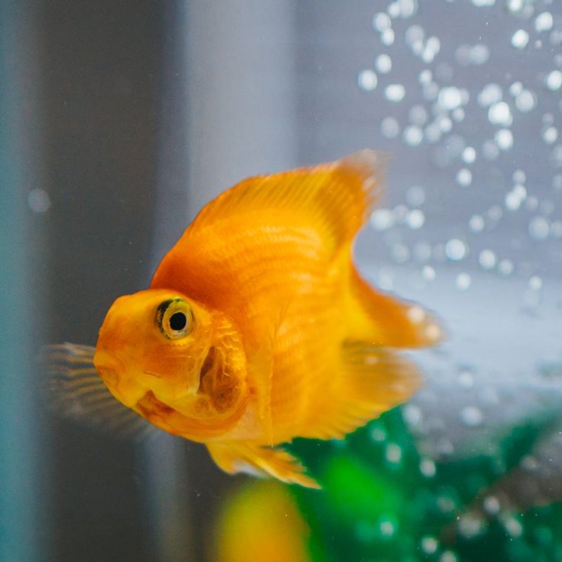 Poisson rouge - photo galerie 1