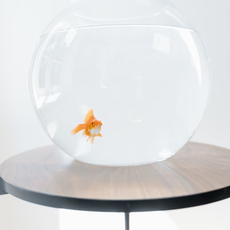 Poisson rouge - photo galerie 4