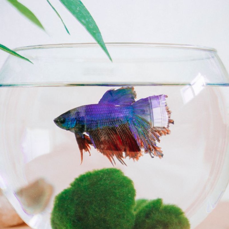 Poisson combattant - photo galerie 2