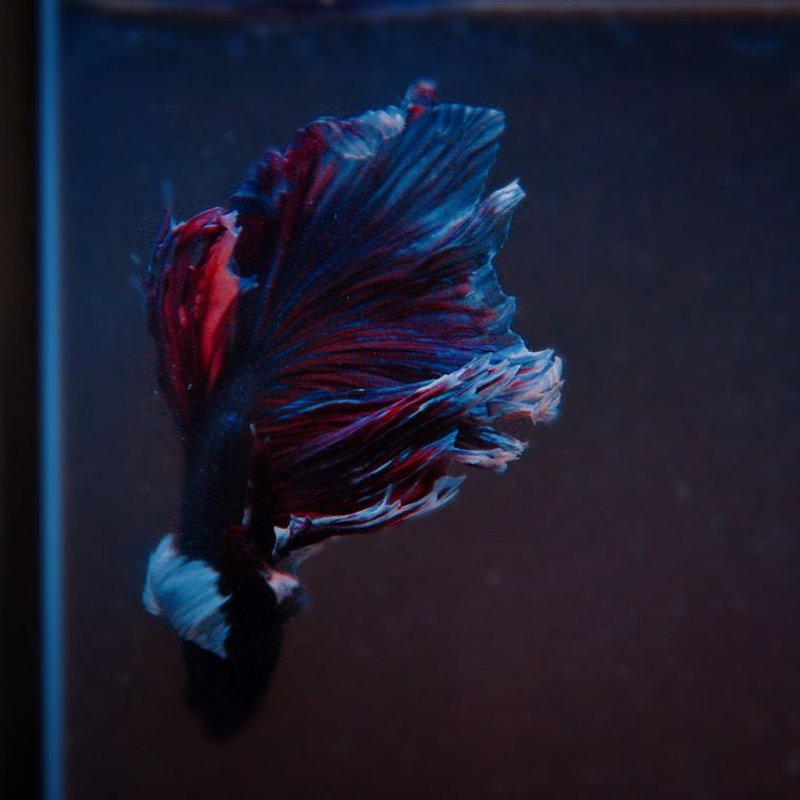 Poisson combattant - photo galerie 4